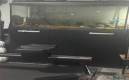 Axolotl reptiles for sale: Axolotl for Sale - Advert 5