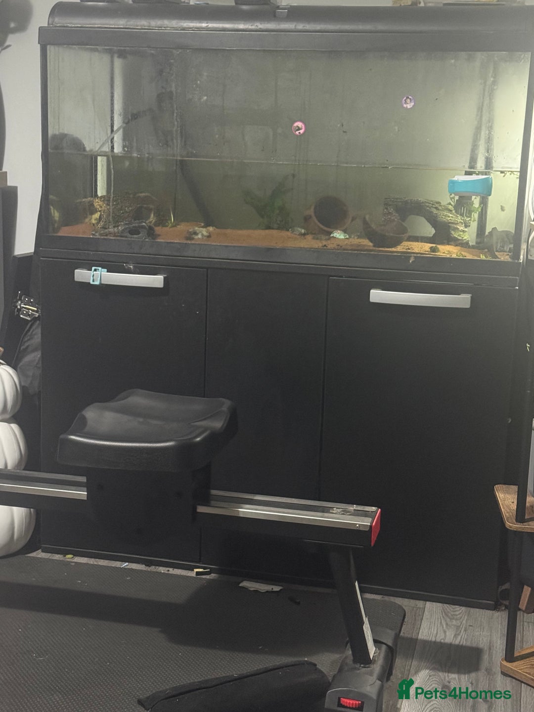 Axolotl reptiles for sale: Axolotl for Sale - Advert 5