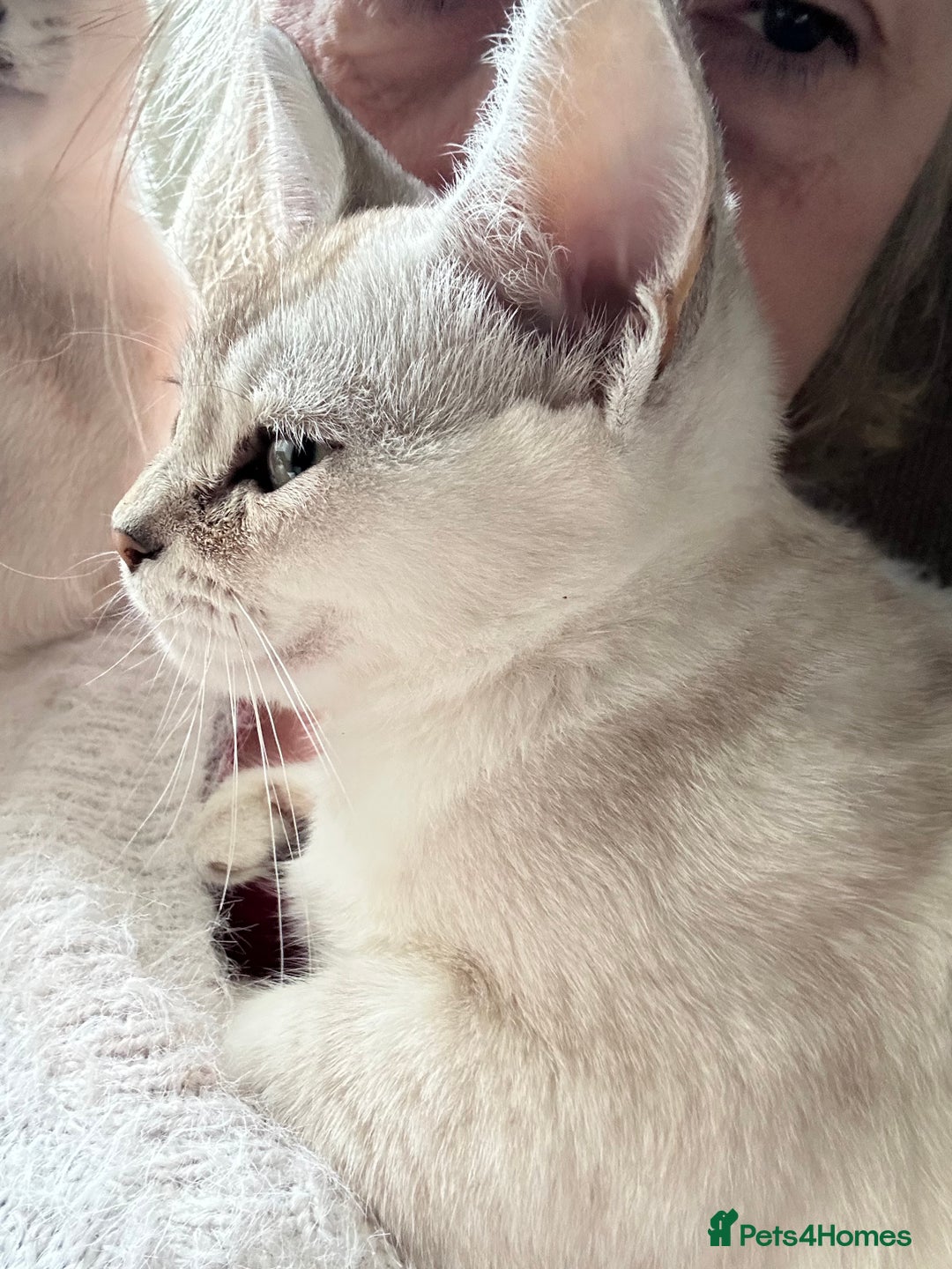 Burmilla cats for sale: GCCF reg pedigree Kittens - Image 7