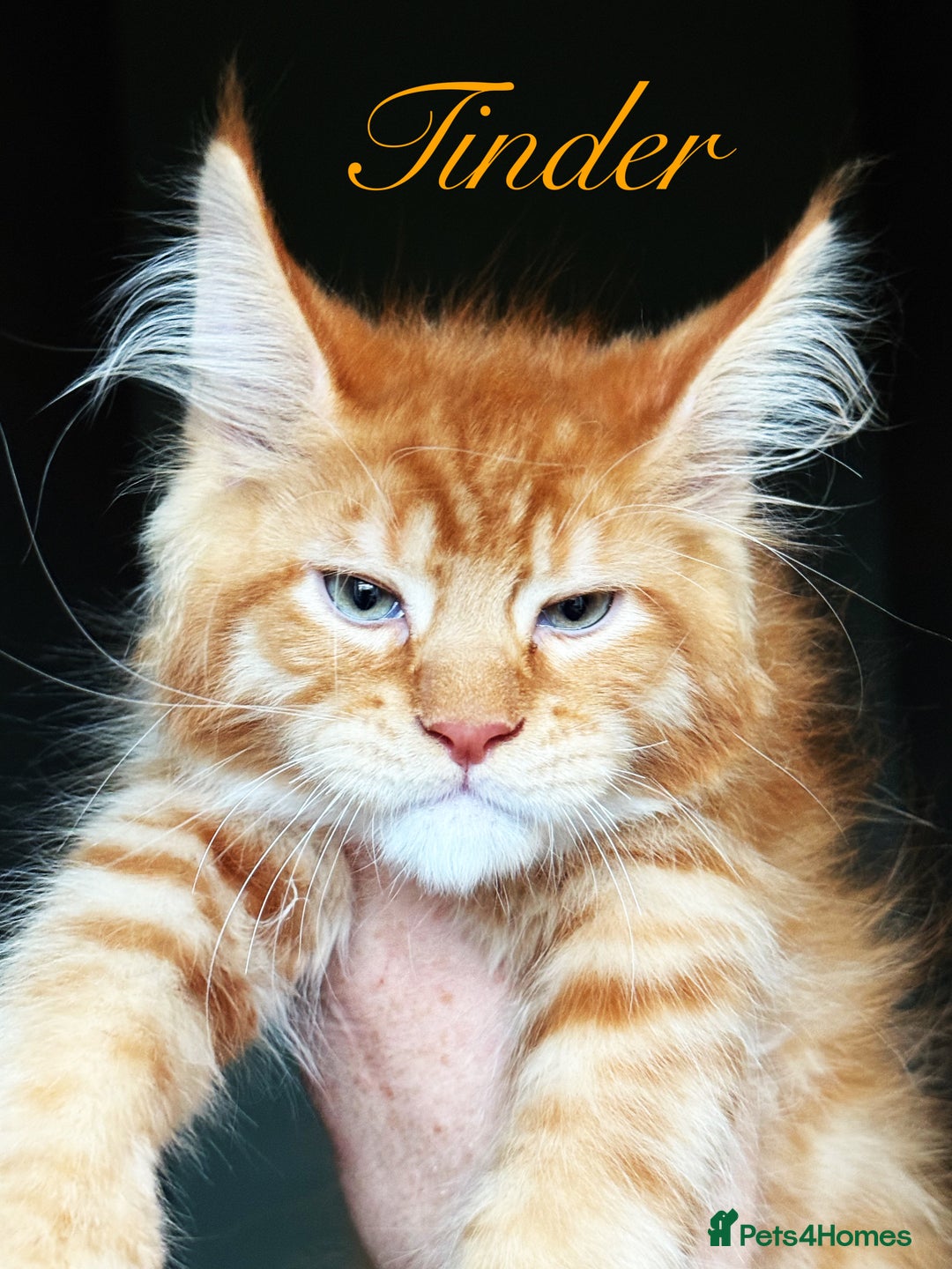 Maine Coon cats for sale: ANDERPRIDE KITTENS READY TO LEAVE NOW TICA !  - Advert 15