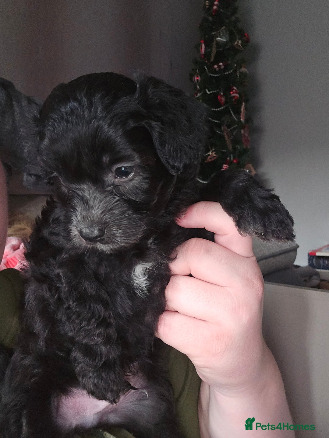 Shihpoo dogs for sale: 🐾REDUCED 2 Boys £800 - Shihpoo Puppies🐾 - Advert 31