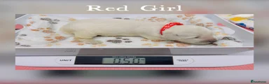 RED GIRL