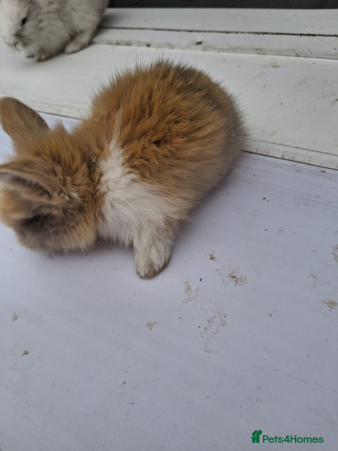 Lionhead rabbits for sale: Lionhead  - Image 13