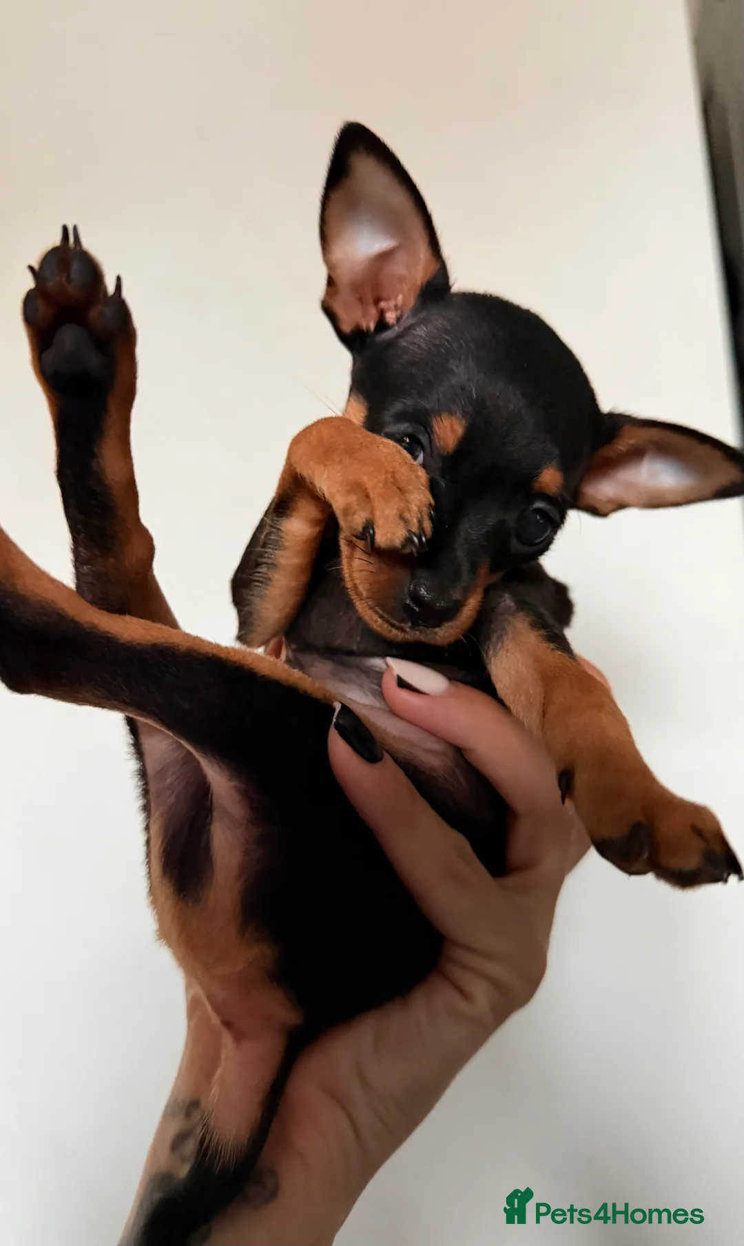 Russian Toy Terrier dogs for sale: Mini Russian toy terrier boy - Advert 1
