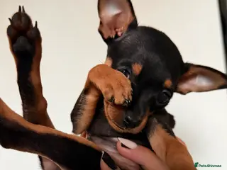 Russian Toy Terrier dogs Mini Russian toy terrier boy - Advert 2