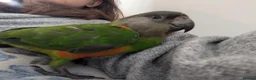 Parrots birds for sale: Senegal babies hand reared silly tamed  - Advert 17