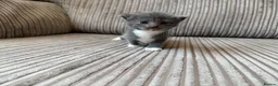 Mixed Breed cats for sale: Half ragdoll kittens  - Advert 10
