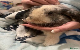 English Lop rabbits for sale: 2 rabbit brothers and their cage/food - Image 2