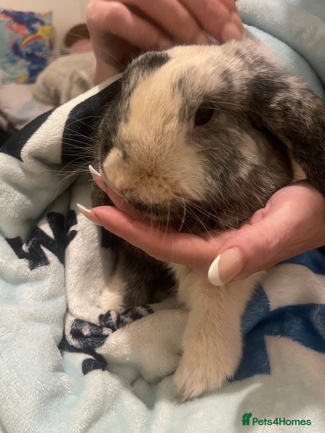 English Lop rabbits for sale: 2 rabbit brothers and their cage/food - Image 2