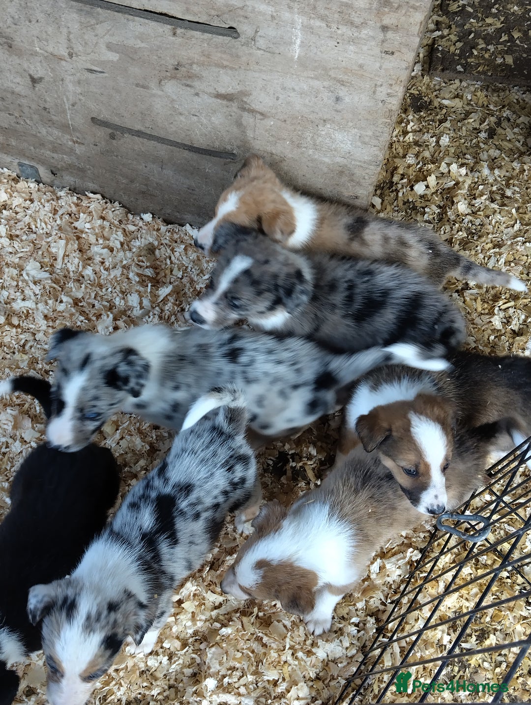 Border Collie dogs for sale: Border Collie Puppies  - Image 1