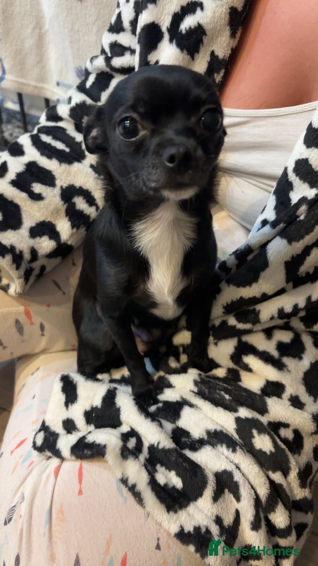 Chihuahua dogs for sale: Chihuahua puppies 2 female, 1 male  - Advert 1