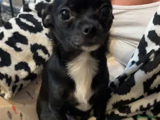 Chihuahua dogs Chihuahua puppies 1 female, 1 male left - Advert 7