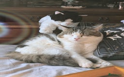 Bengal cats for sale: Male cat - Image 4