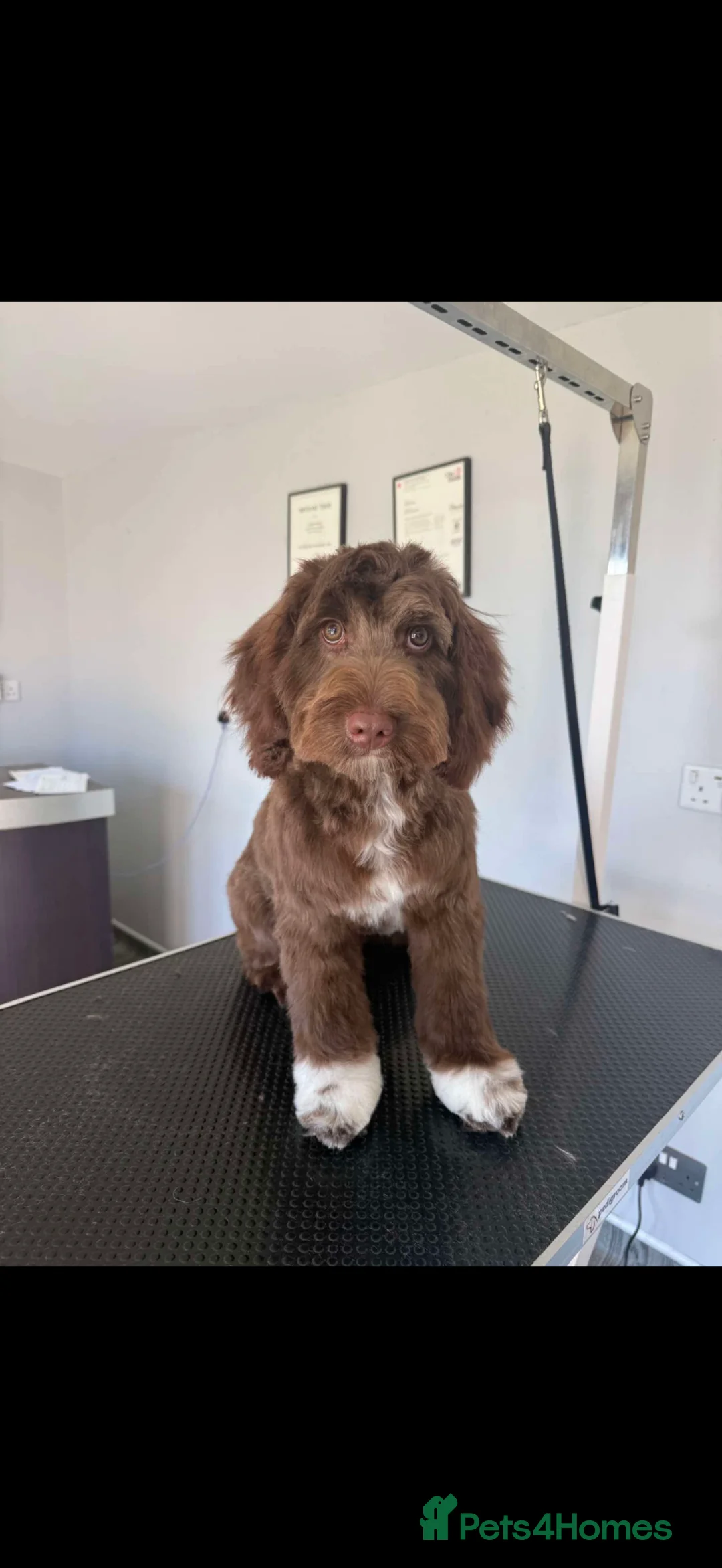 Cockapoo dogs for sale: Little Bo cockapoo  - Advert 2