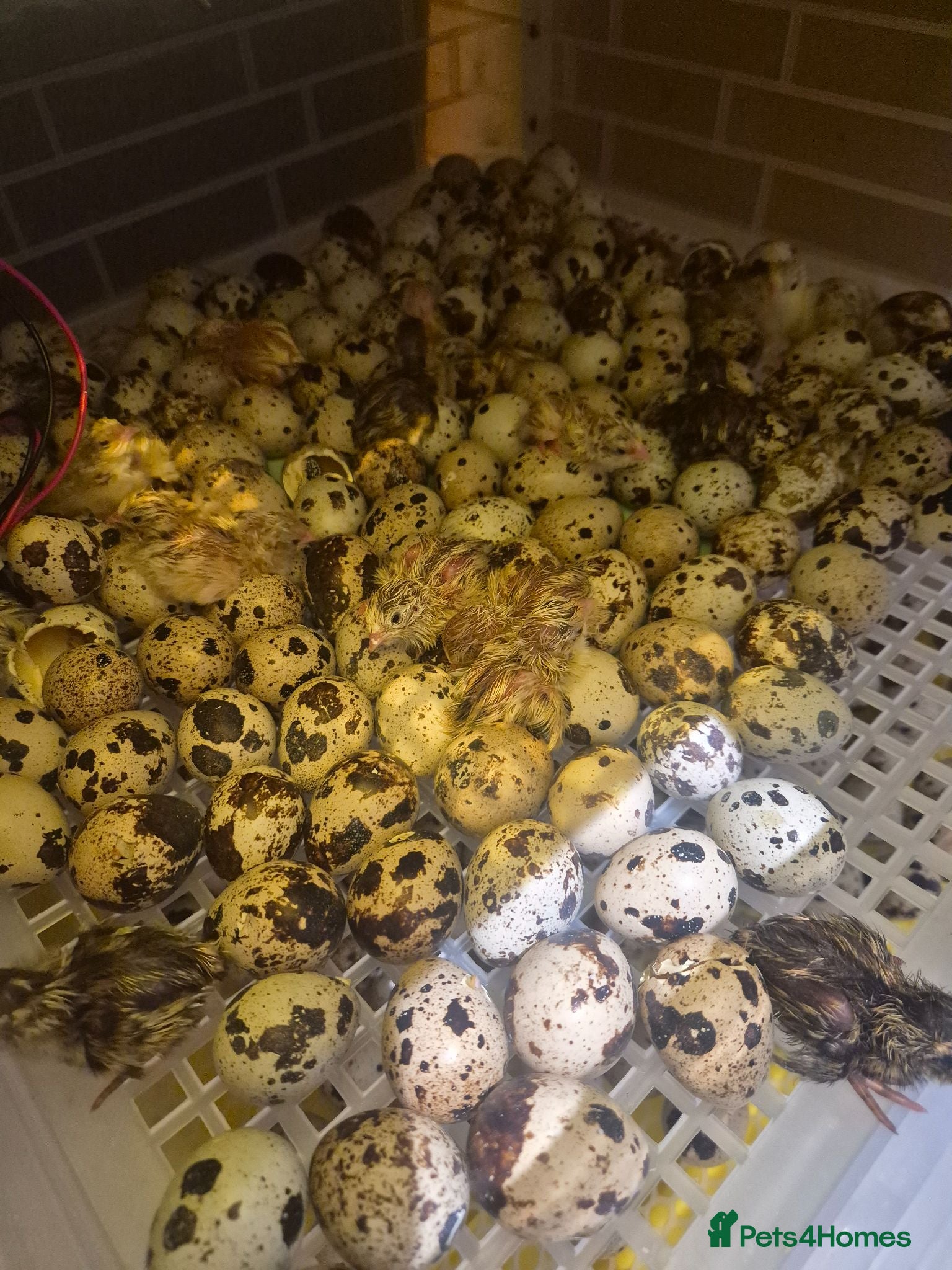 Quail poultry Mixed quails available on 29 -07-26 - Advert 1