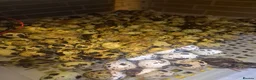 Quail poultry for sale: Mixed quails available on 29 -07-26 in Sheffield - Advert 1