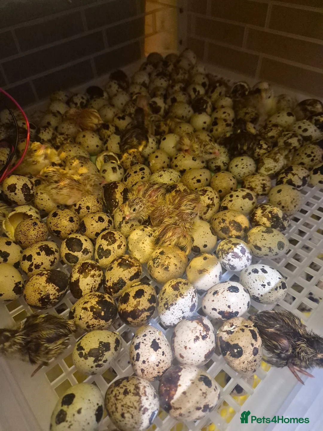 Quail poultry for sale: Mixed quails available on 29 -07-26 in Sheffield - Advert 1
