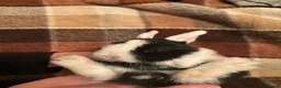 Mini Lop rabbits for sale: Baby Mini Lop rabbits available to loving homes.  - Advert 10