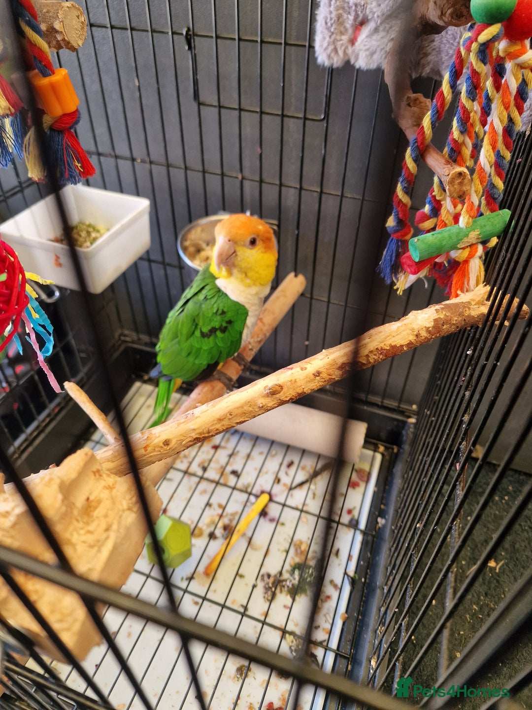 Parrots birds for sale: 11 month old male caique  - Image 4