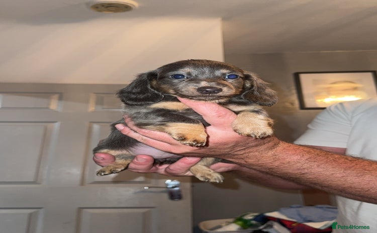 Miniature Dachshund dogs - Advert 15