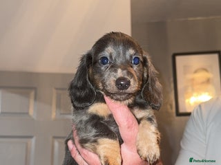 Miniature Dachshund dogs - Advert 33