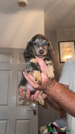 Miniature Dachshund dogs - Advert 1