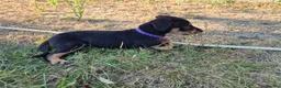 Mixed Breed dogs for sale: 8 Huntaway x puppies for sale - Advert 17