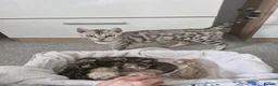 Bengal cats for sale: TICA Genetic Health Tested Snow Silver Kittens - Advert 4