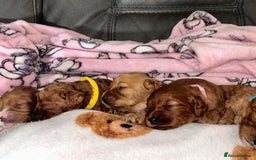 Cavapoo dogs for sale: 🐶F1B STUNNING CAVAPOOS 🐶 - Image 3