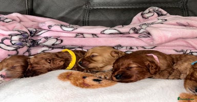 Cavapoo dogs - Advert 6