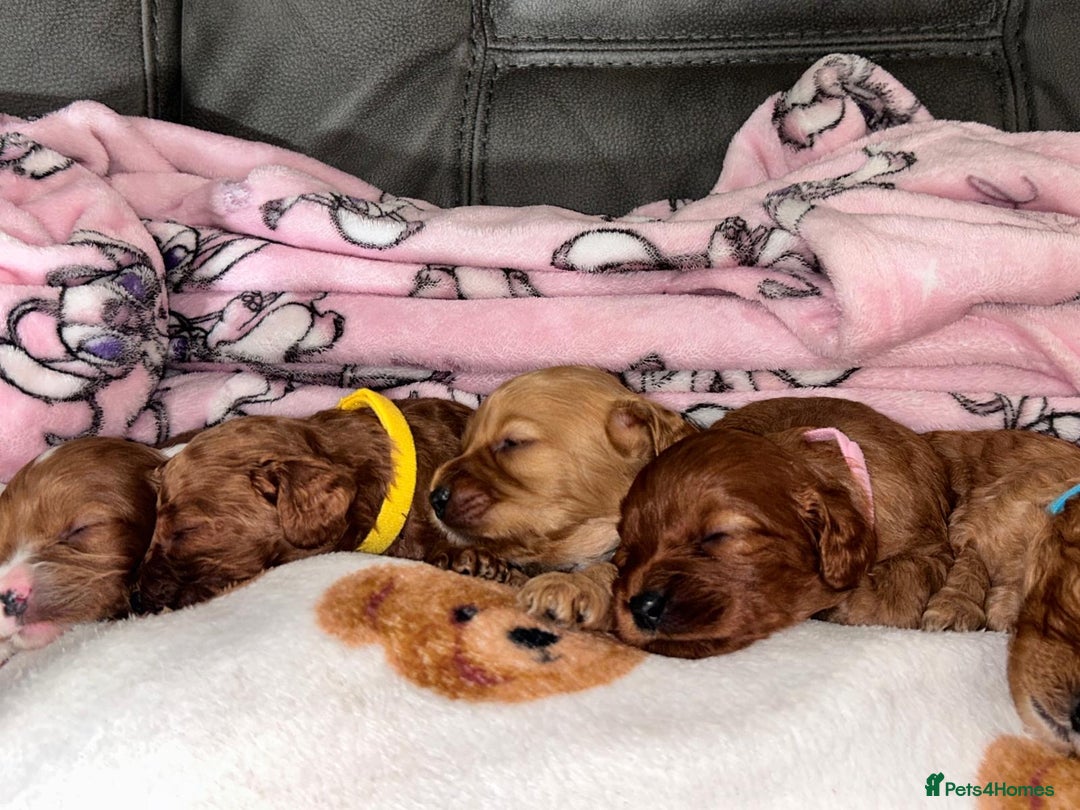 Cavapoo dogs for sale: 🐶F1B STUNNING CAVAPOOS 🐶 - Image 3