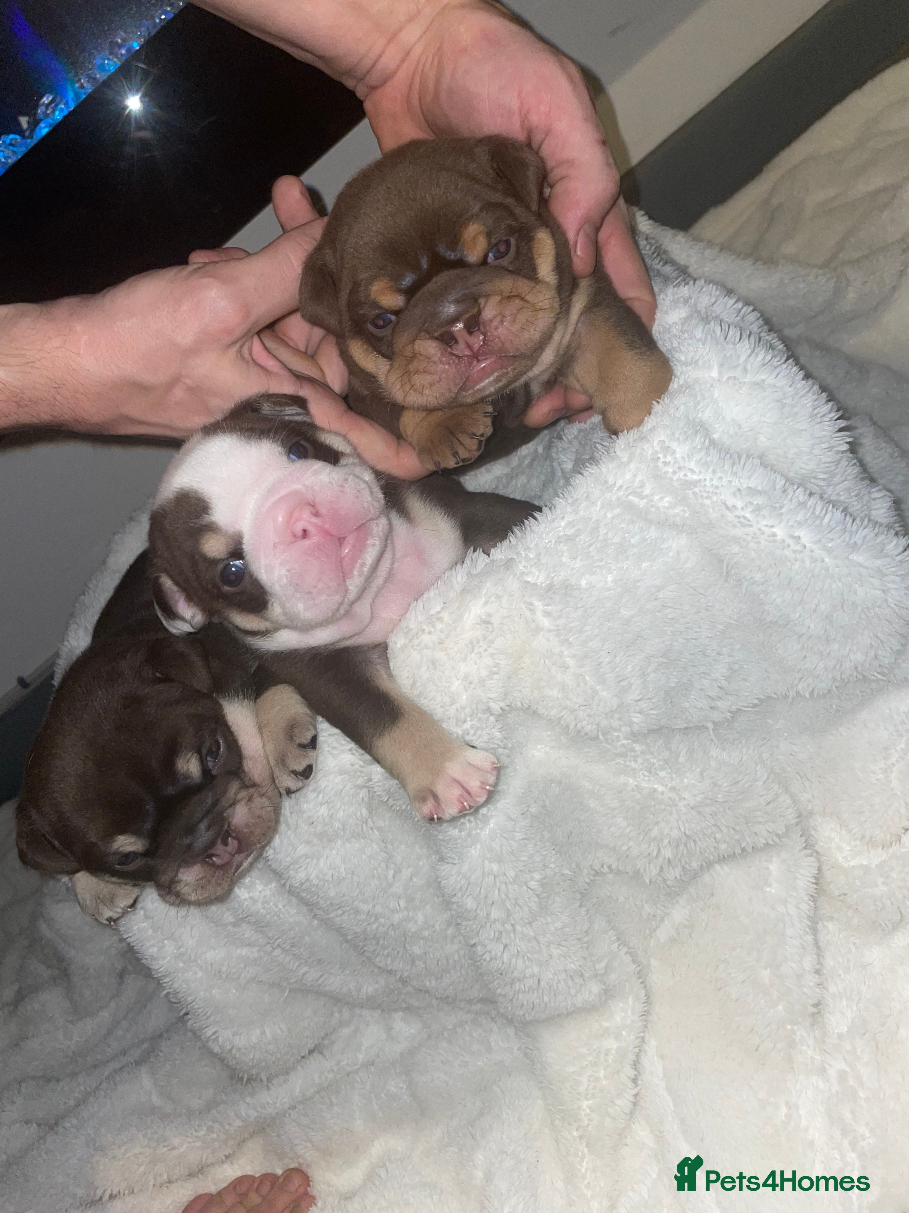 English Bulldog dogs TOP CLASS  English Bull Dog puppies  - Advert 5