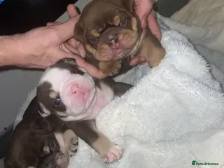 English Bulldog dogs TOP CLASS English Bull Dog puppies - Advert 5