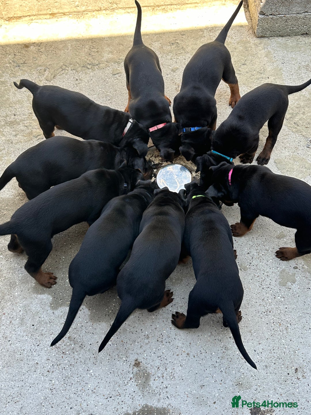 Mixed Breed dogs for sale: Pure breed Chinese red dog puppies/Laizhou Hong - Image 25