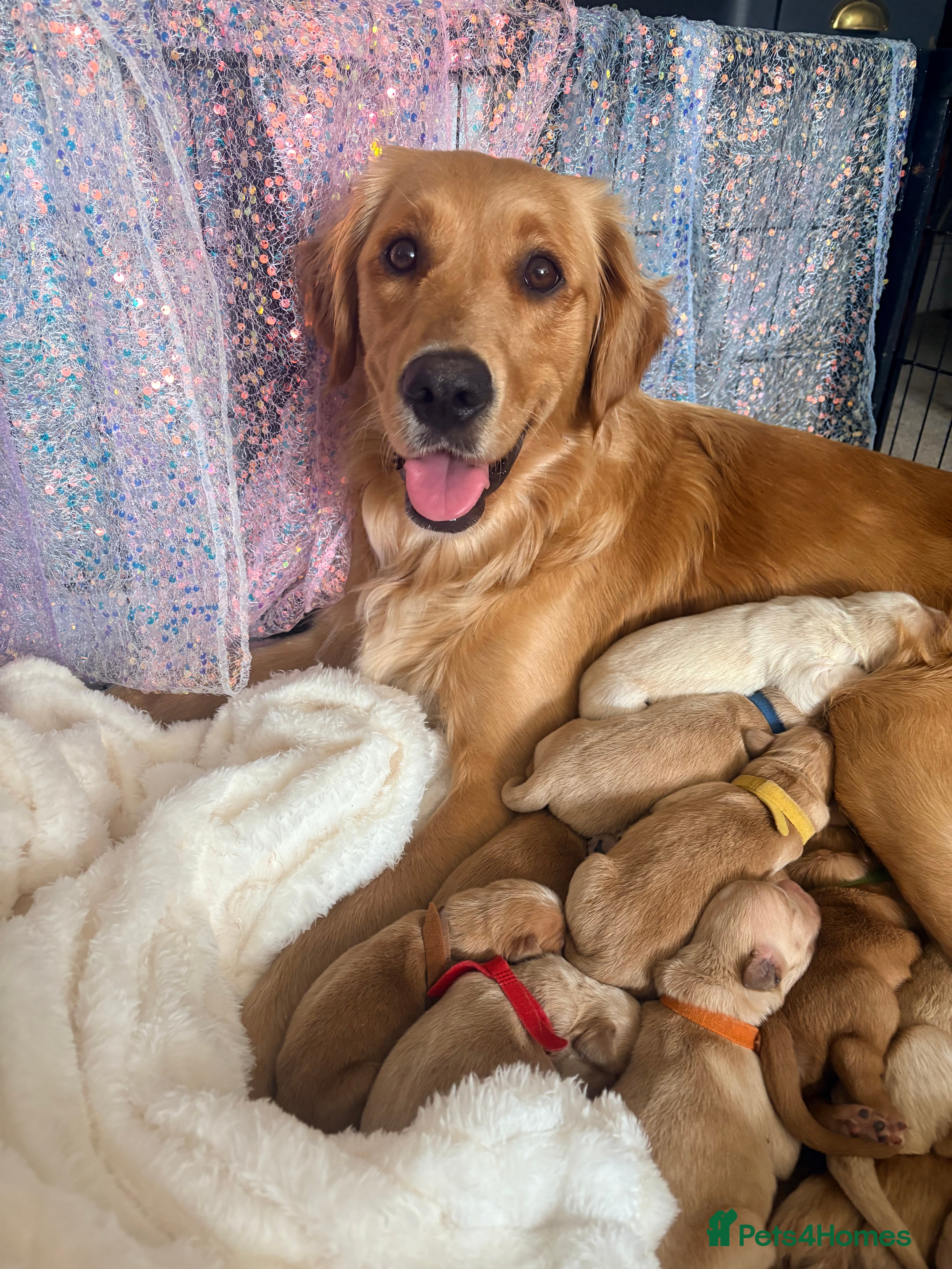 Golden Retriever dogs Champion lined KC REG GOLDEN RETRIEVER puppies - Advert 3