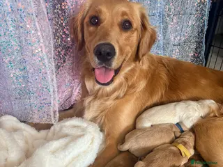 Golden Retriever dogs Champion lined KC REG GOLDEN RETRIEVER puppies - Advert 3