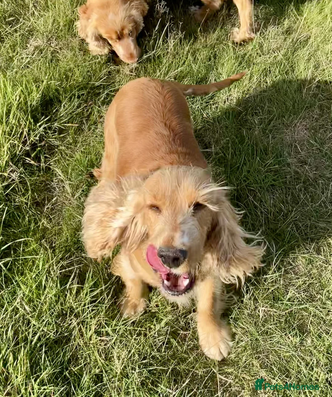 Cocker Spaniel dogs for sale: 🐶 Beautiful cocker spaniel 🐶 - Advert 2