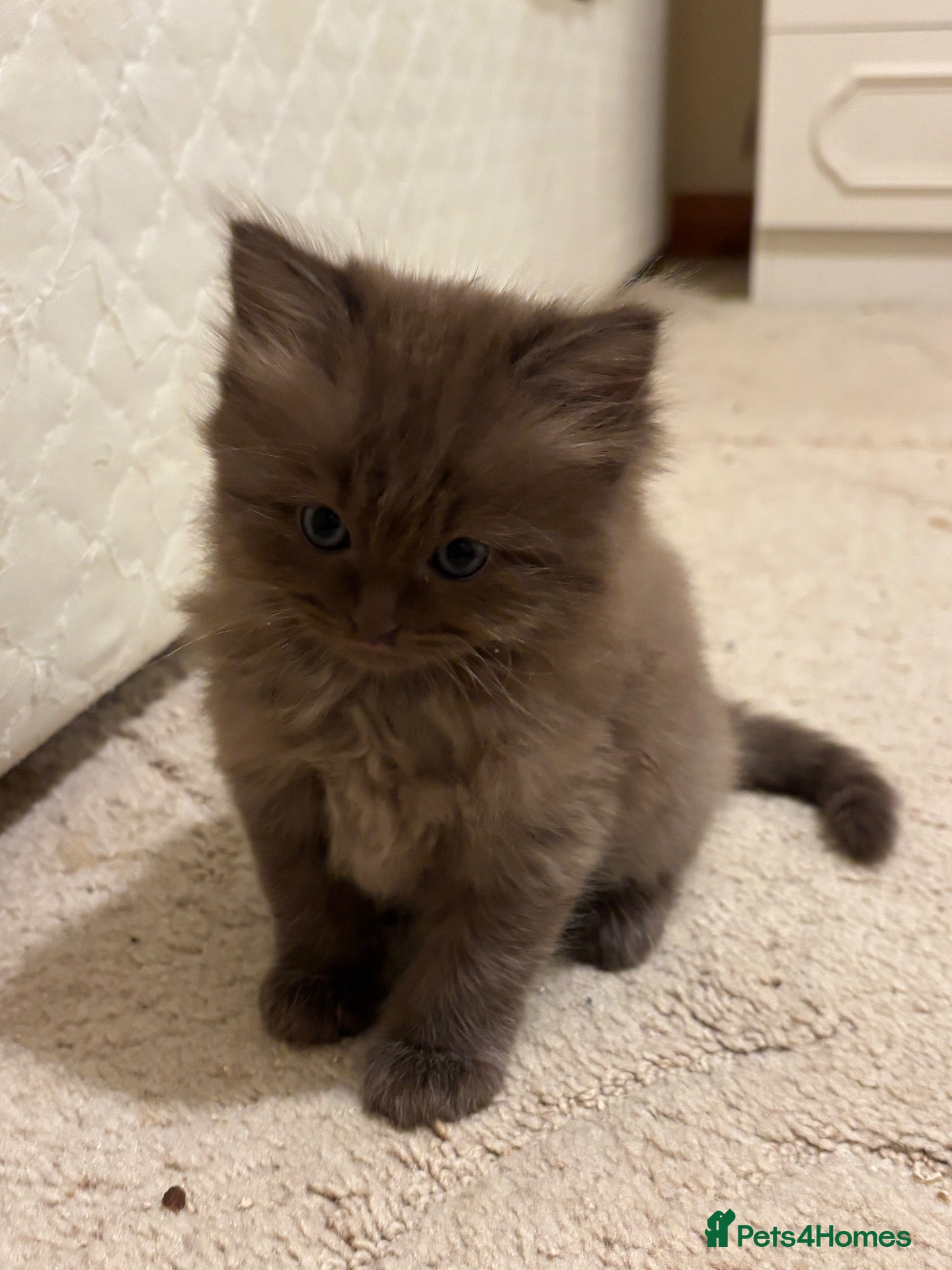 Ragdoll cats for sale: SOLID CHOCOLATE & CHOCOLATE MINK BABIES - Advert 1