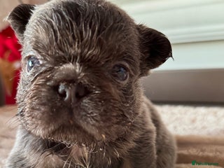 French Bulldog dogs 5 AMAZING QUAILITY FRENCH BULLDOG PUPS - Advert 15