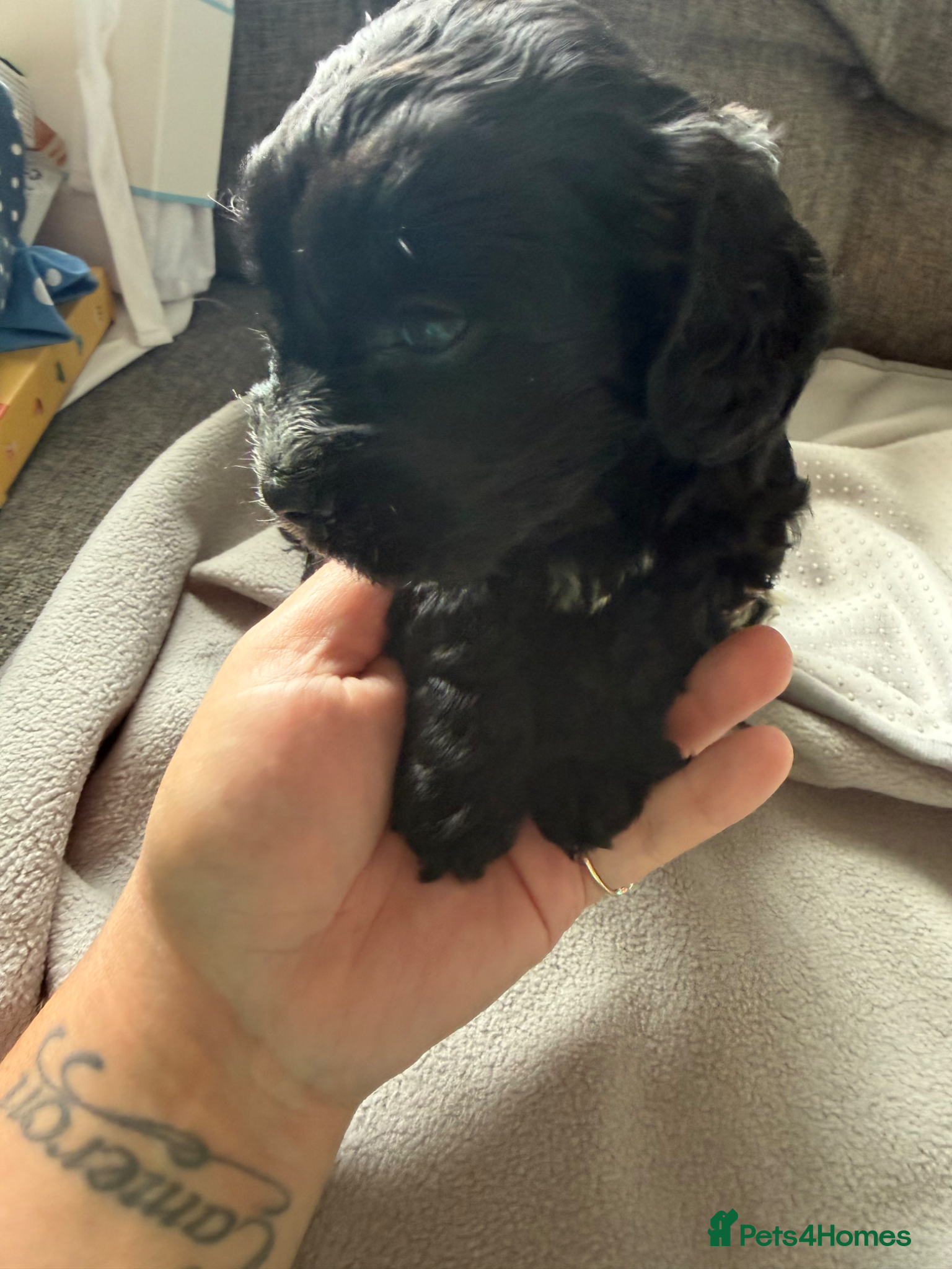 Cockapoo dogs for sale: Beautiful cockapoos - Advert 17