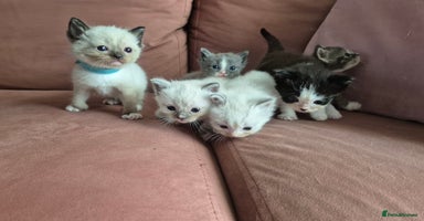 Ragdoll cats - Advert 3