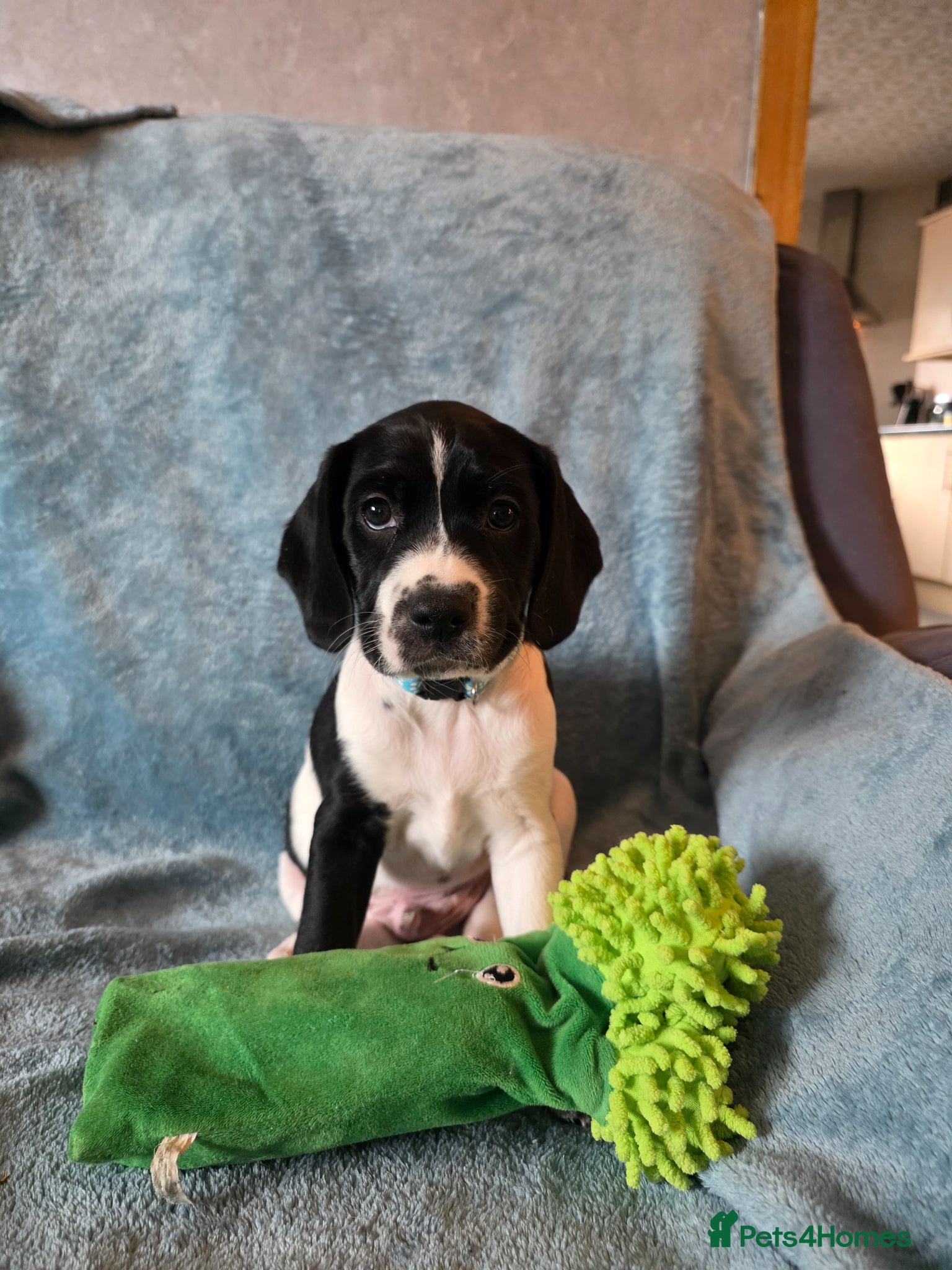 Mixed Breed dogs Beautiful king charles x pringer spaniel  - Advert 12