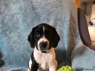 Mixed Breed dogs Beautiful king charles x pringer spaniel - Advert 12