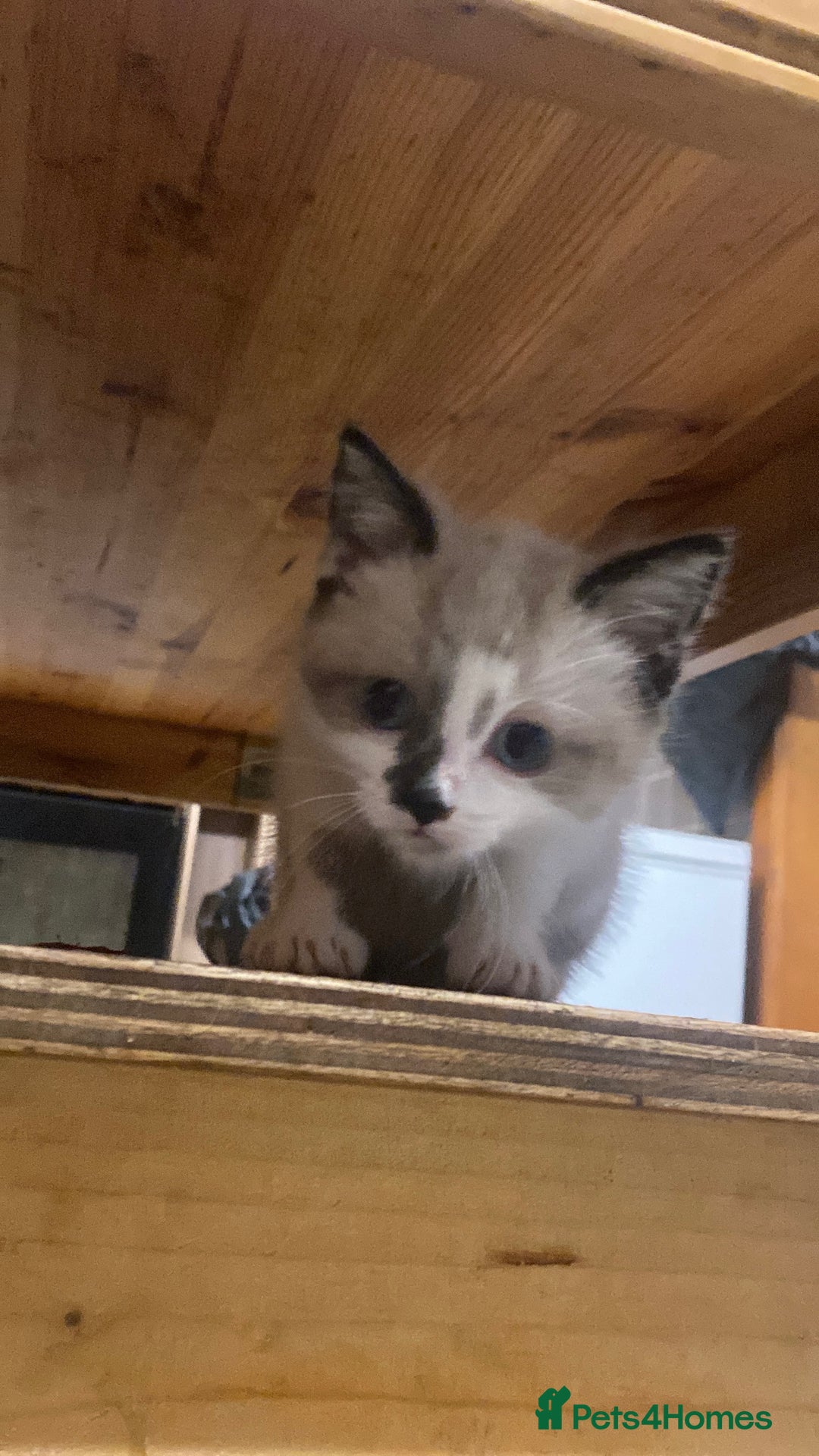 British Shorthair cats for sale: Beautiful kitten - Advert 4