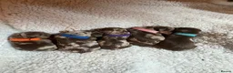 Miniature Dachshund dogs for sale: 5 mini dachshunds (2 males, 3 females)  - Advert 3