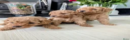 Toy Poodle dogs for sale: Stunning K. C reg Toy Poodle Puppies - Advert 1