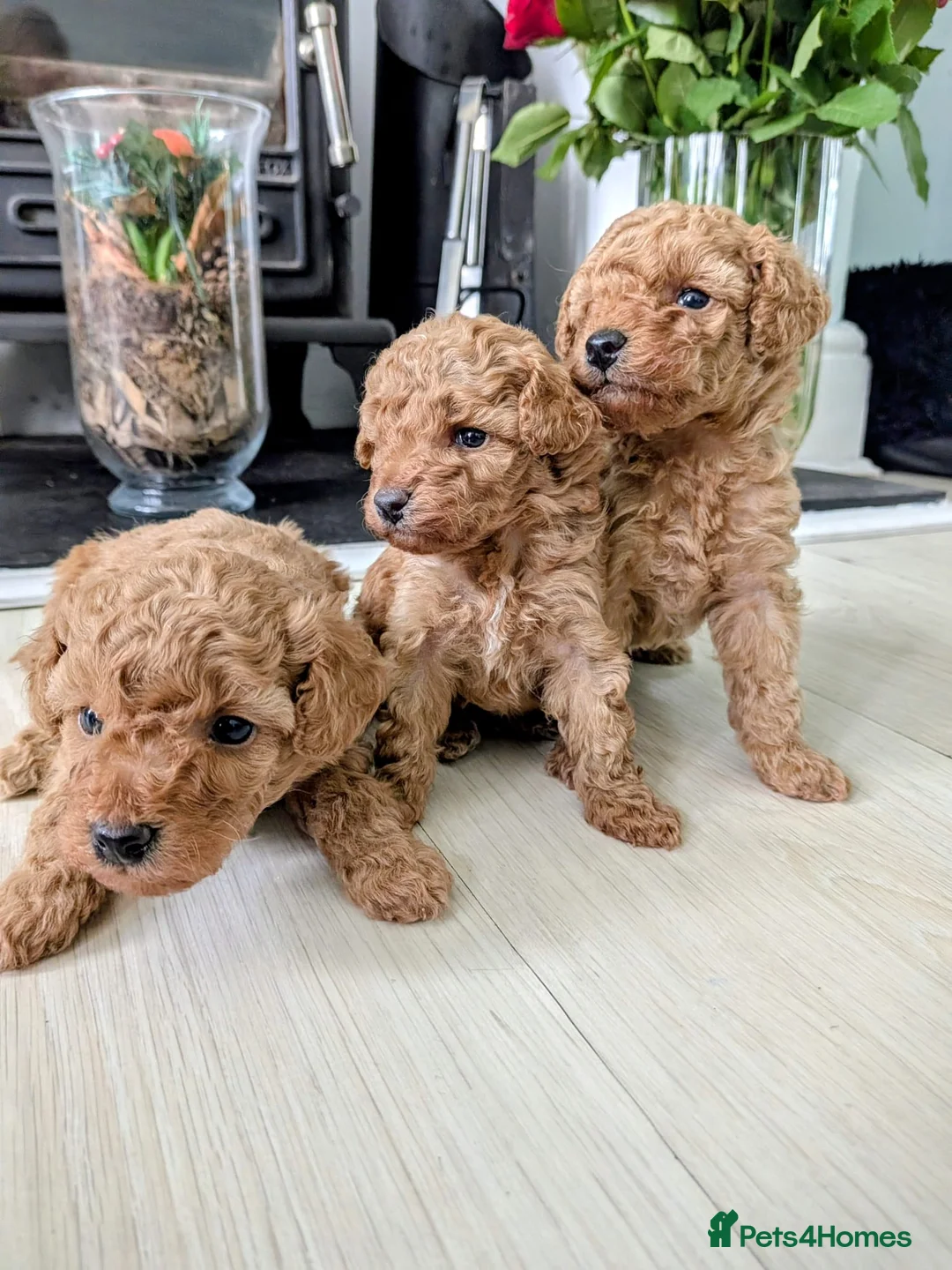 Toy Poodle dogs for sale: Stunning K. C reg Toy Poodle Puppies - Advert 1