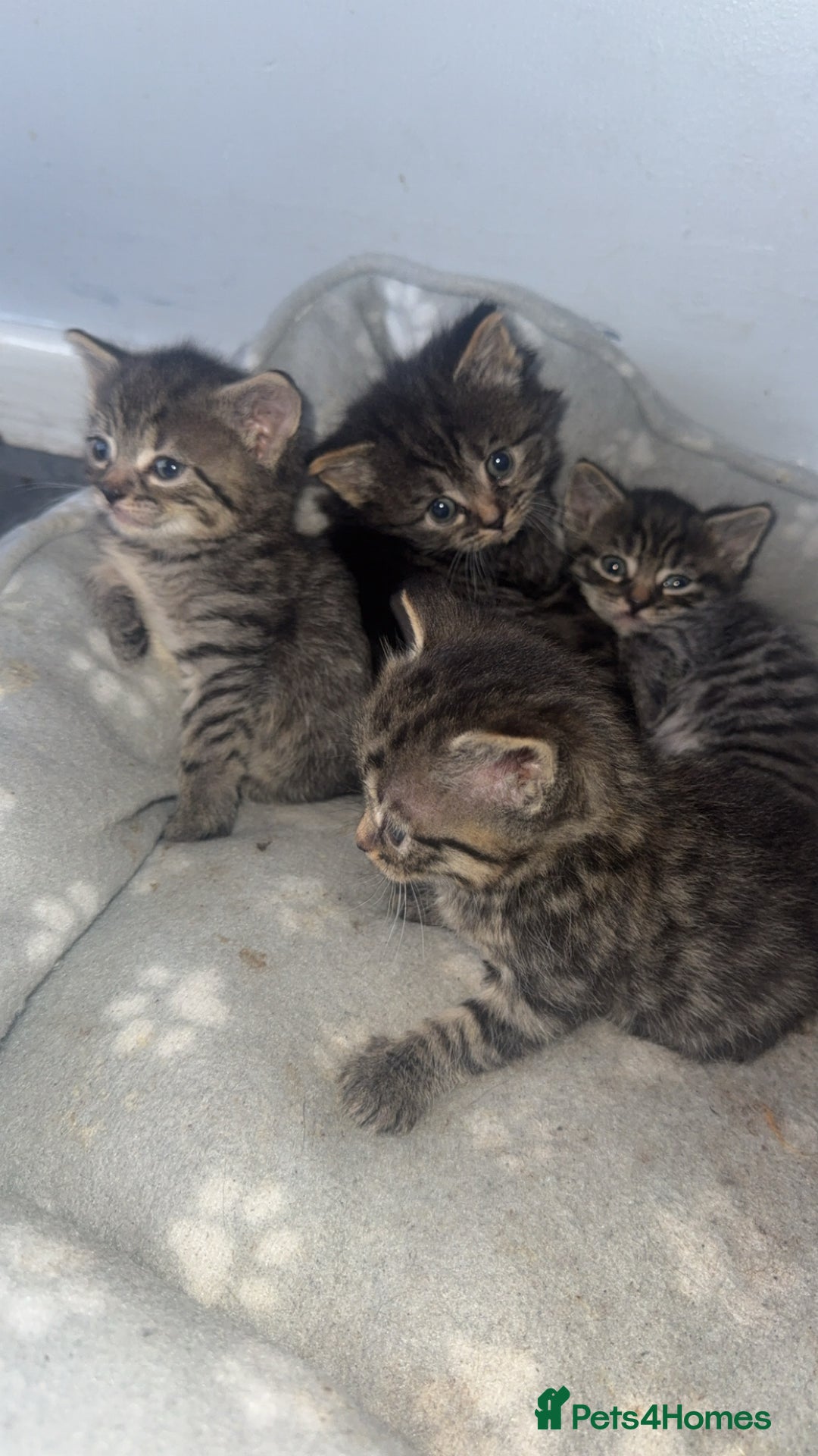 Ragdoll cats for sale: Ragdoll X Tabby  - Advert 2