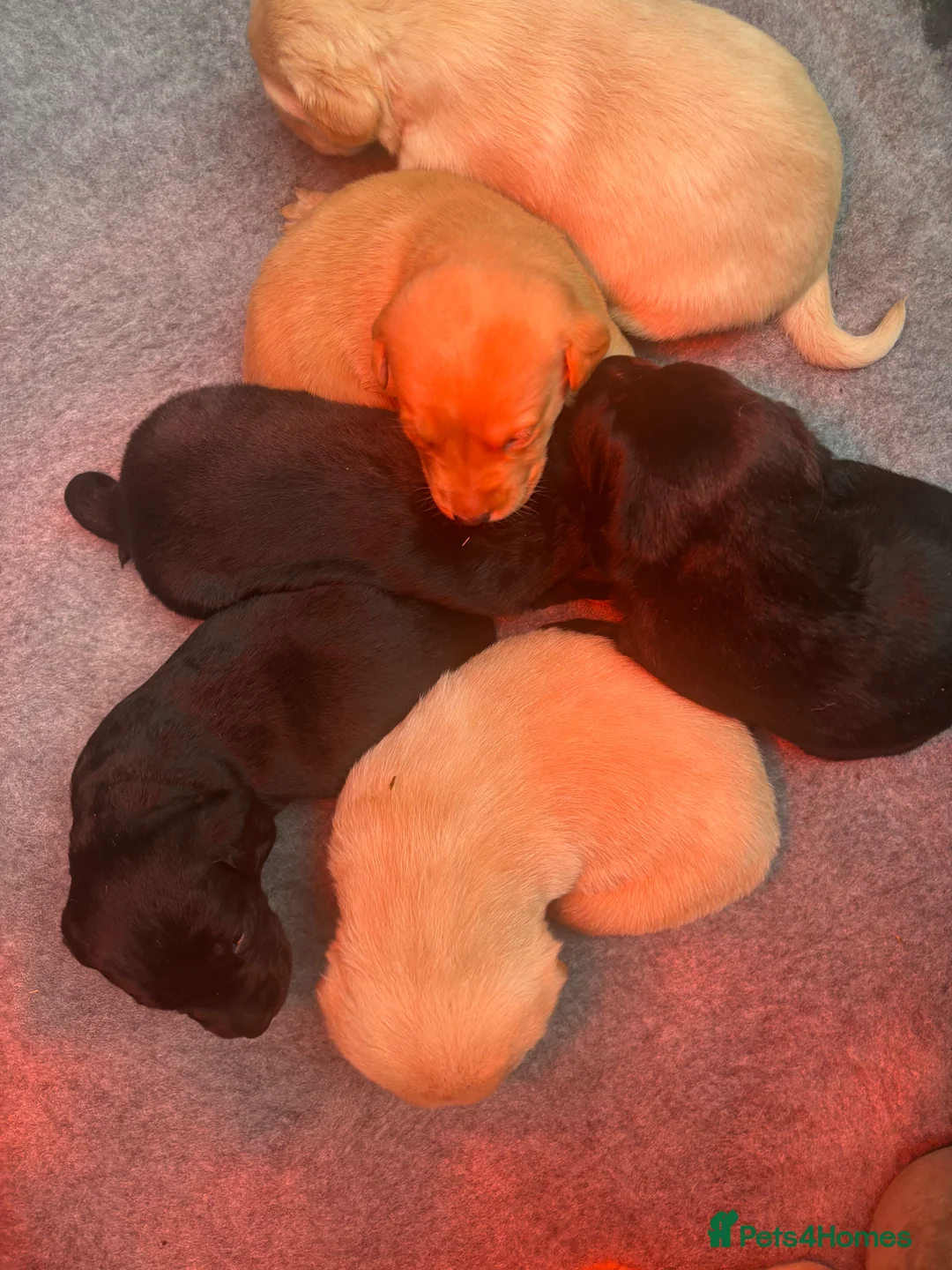 Labrador Retriever dogs for sale: Extensively health tested labrador puppies - Advert 6