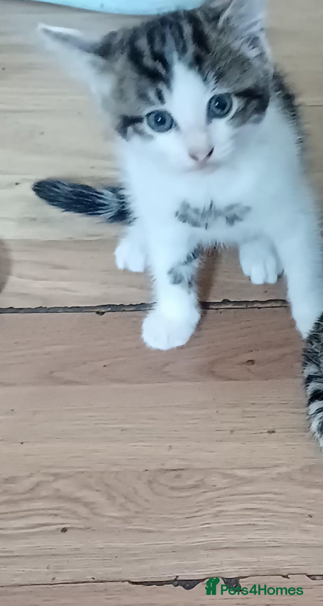 Mixed Breed cats for sale: Kitty  - Image 7